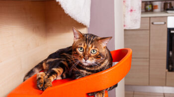 Katze geniesst ihre Katzensichere Wohnung