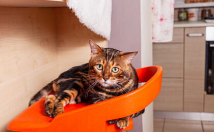 Katze geniesst ihre Katzensichere Wohnung