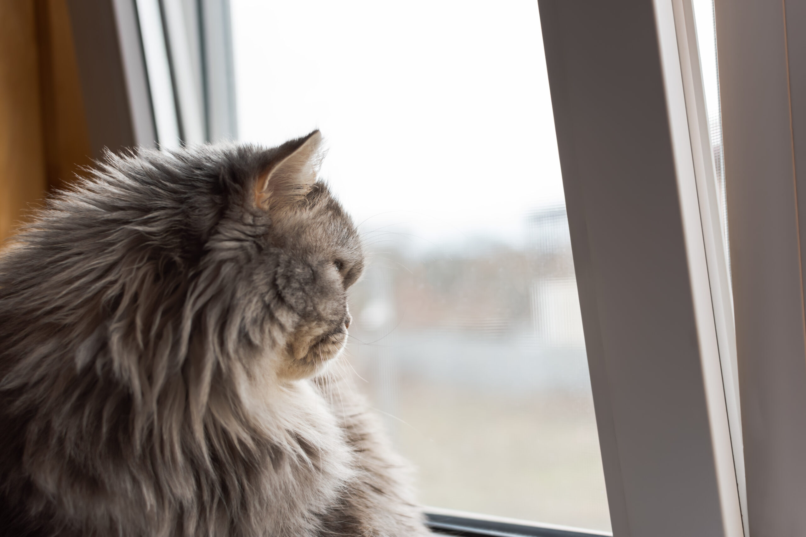 Katze sitzt am Kippfenster