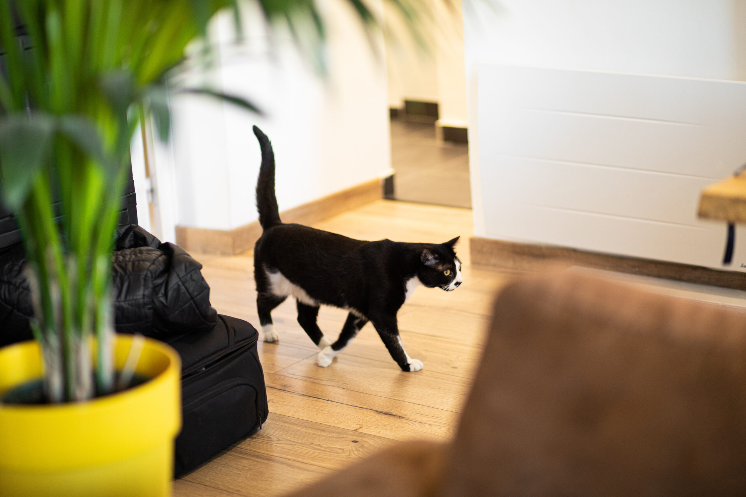 Katze streift durch die Wohnung