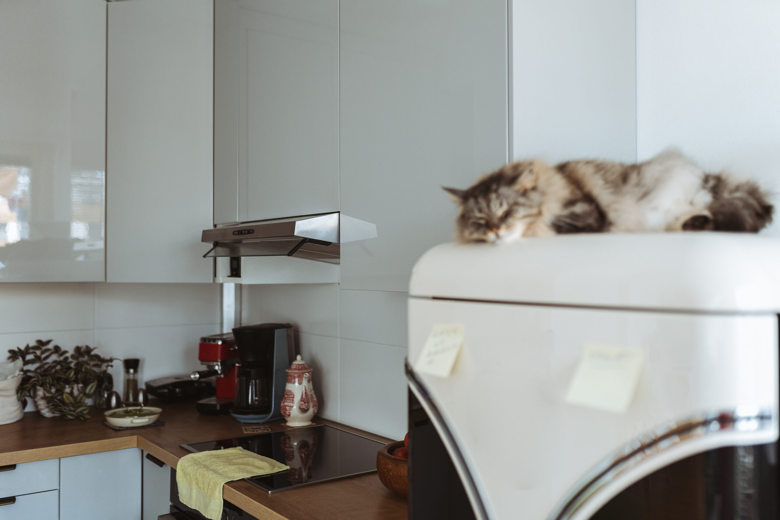 Katze schläft auf dem Kühlschrank