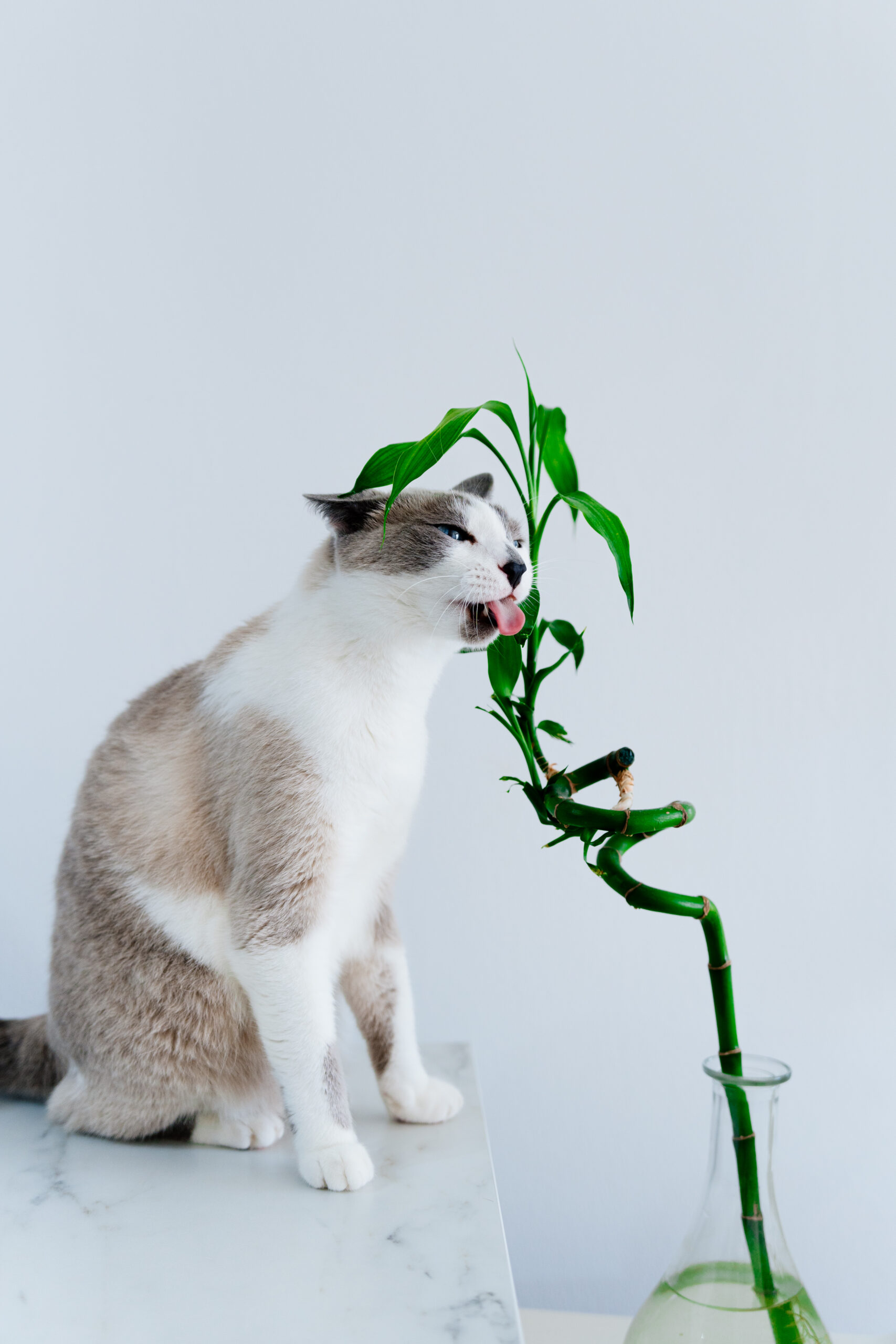 Katze leckt an Zimmerpflanze