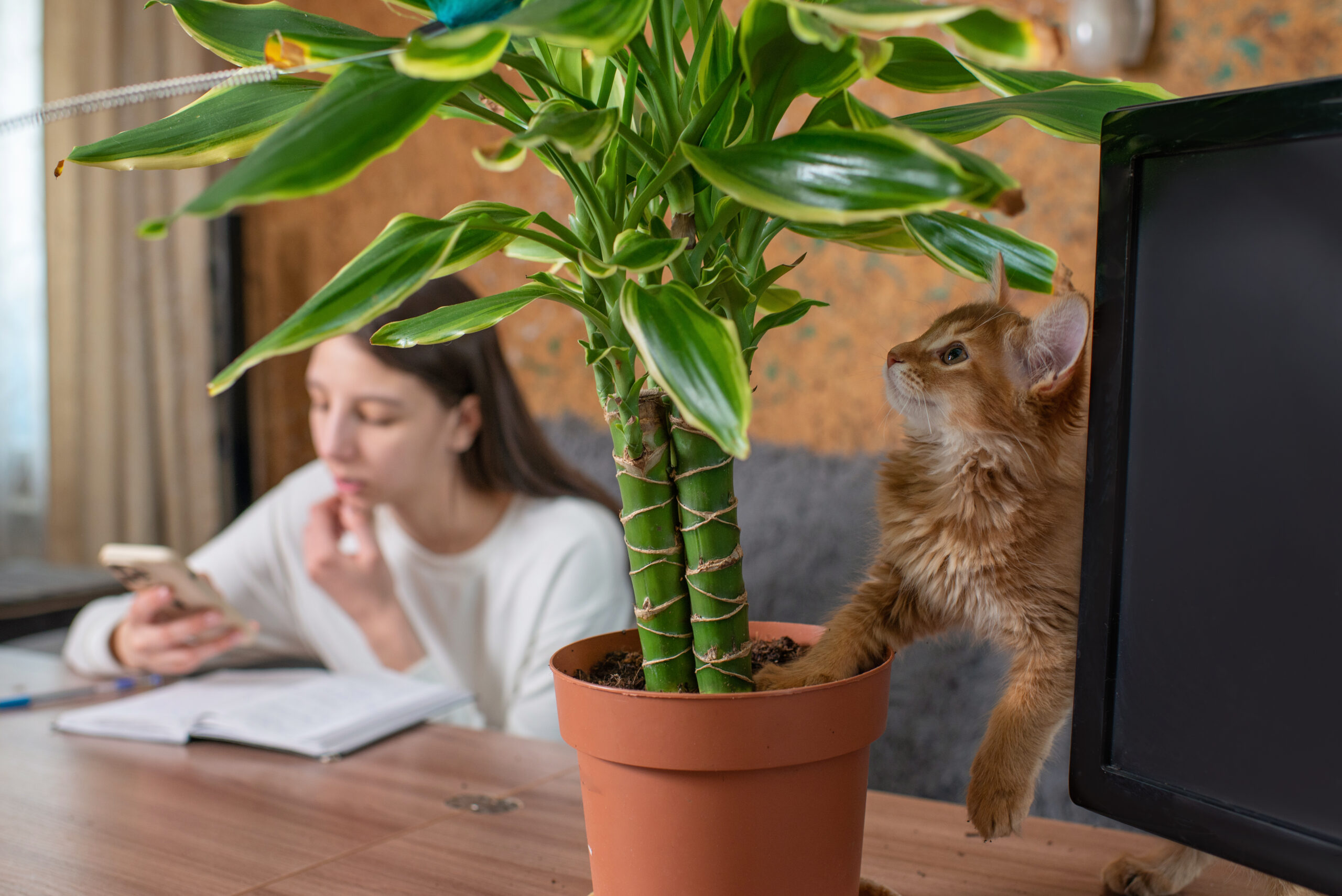 Junges Kätzchen klettert in einen Blumentopf mit Zimmerpflanze, im Hintergrund eine Frau am Schreibtisch