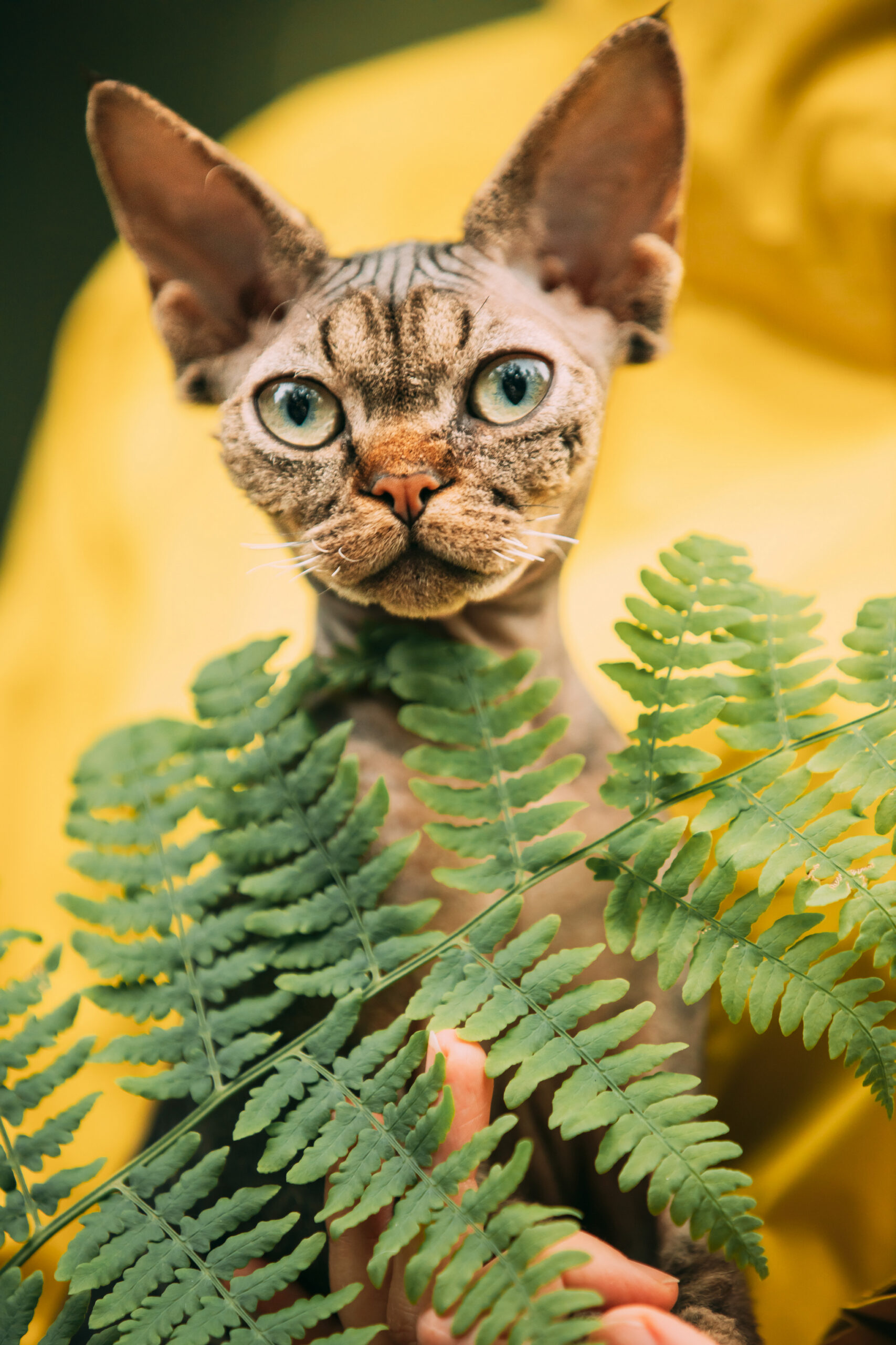 Devon Rex Katze hinter Farnblättern vor gelbem Hintergrund