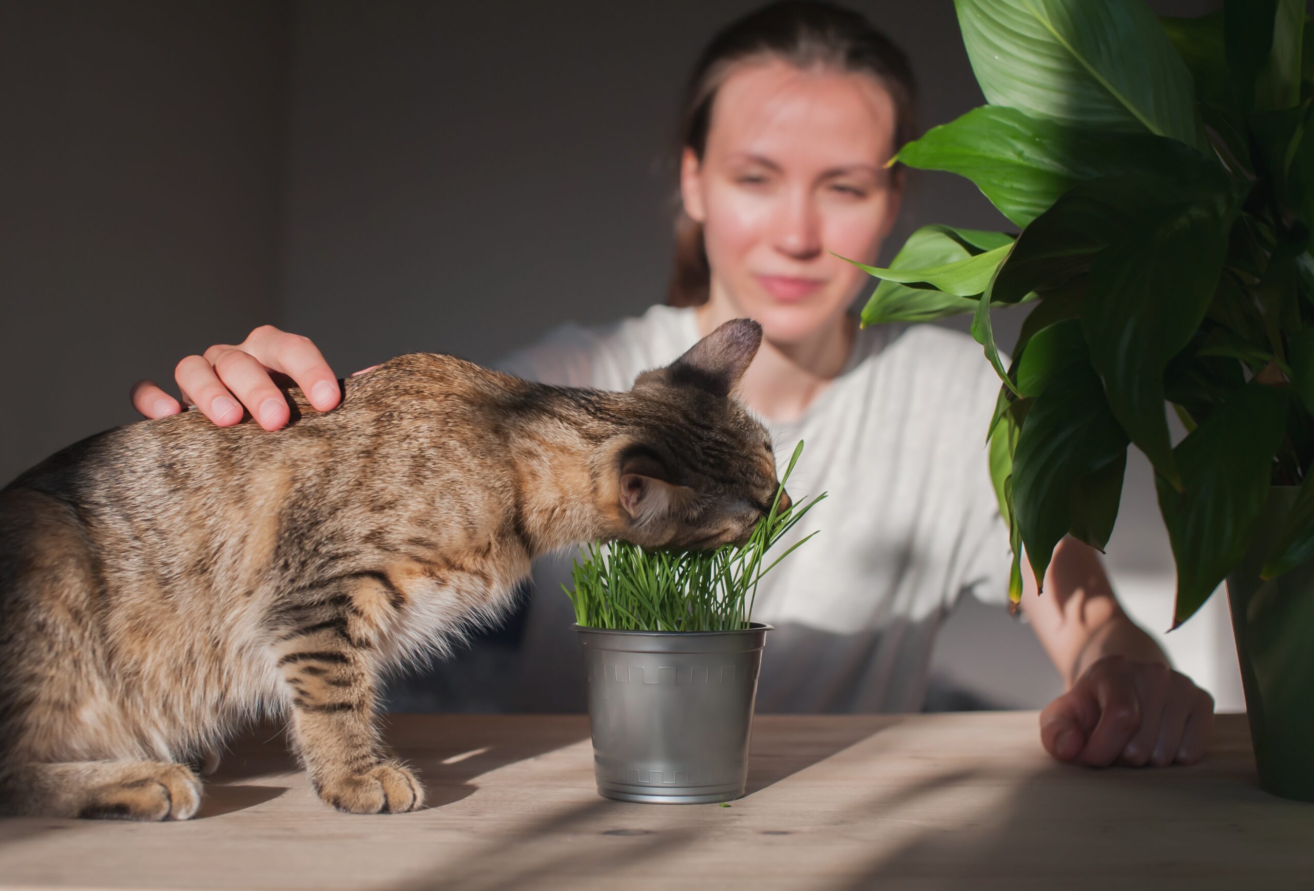 Katze frisst frisches Katzengras aus einem Topf, Frau sitzt im Hintergrund am Tisch