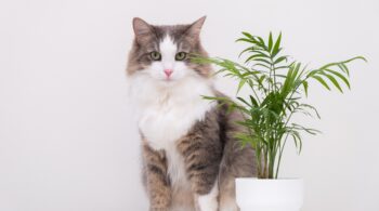 Langhaarige Katze neben einer katzenfreundlichen Areca-Palme im weißen Blumentopf - Katzenfreundliche Zimmerpflanzen
