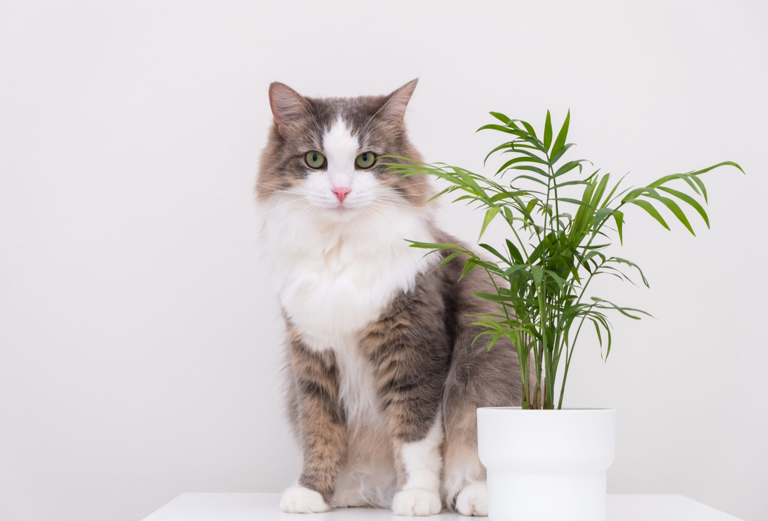 Katzenfreundliche Zimmerpflanzen