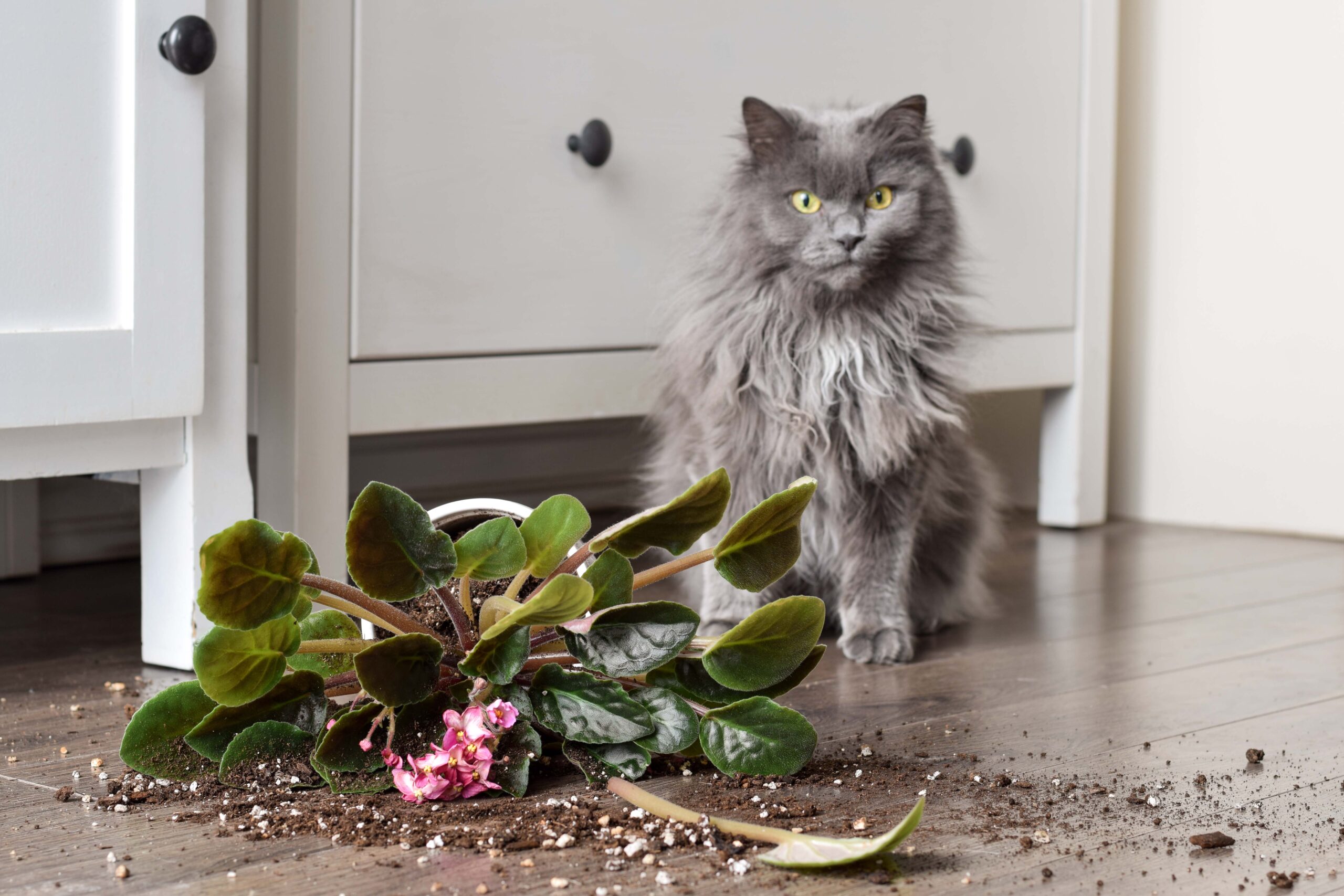 Graue Langhaarkatze sitzt neben einer umgekippten Blumentopf-Pflanze auf dem Boden